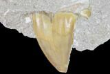Otodus Shark Tooth Fossil In Rock - Eocene #86995-1